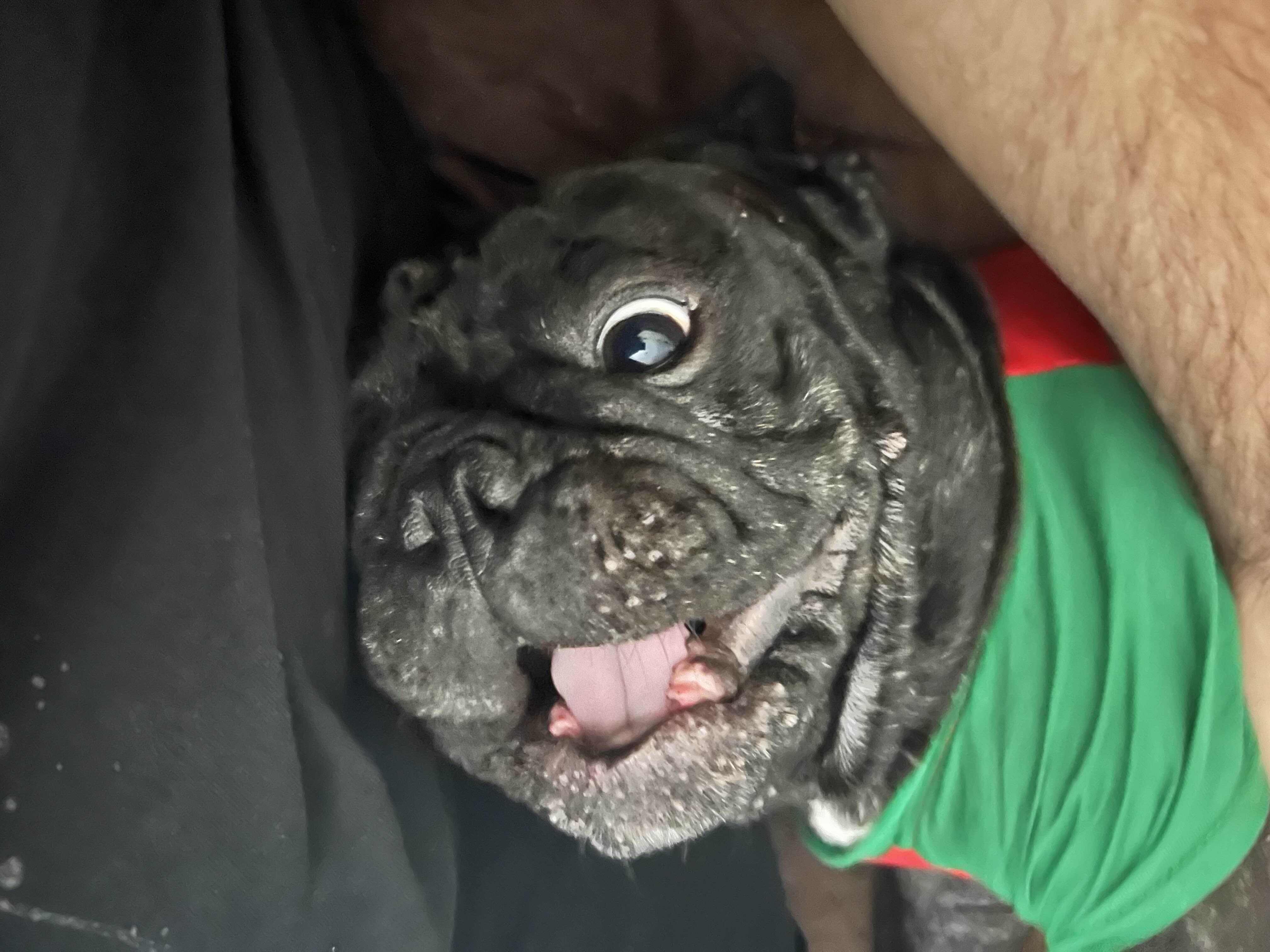 Dino's dog, Ares