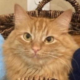 Joke's cat, Rocket