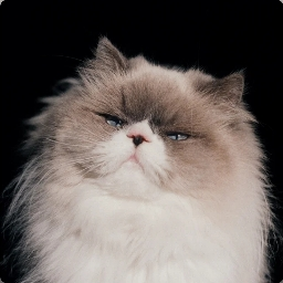 Monkeygirls profile picture