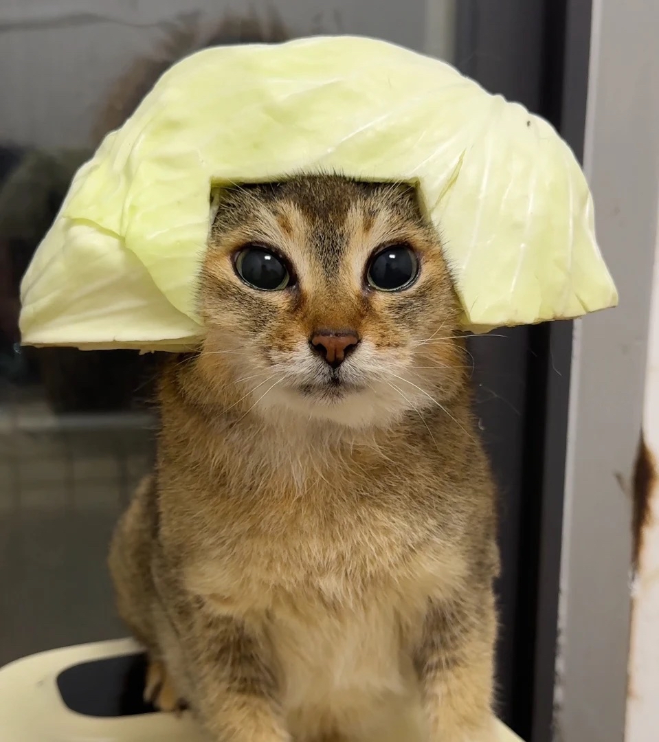 meimei with lettuce