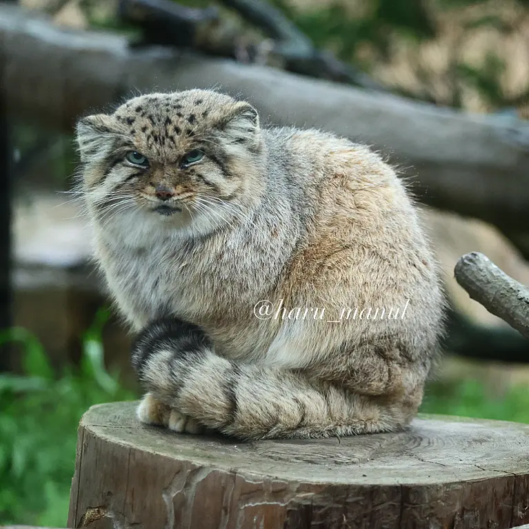 Bol sitting on a stump