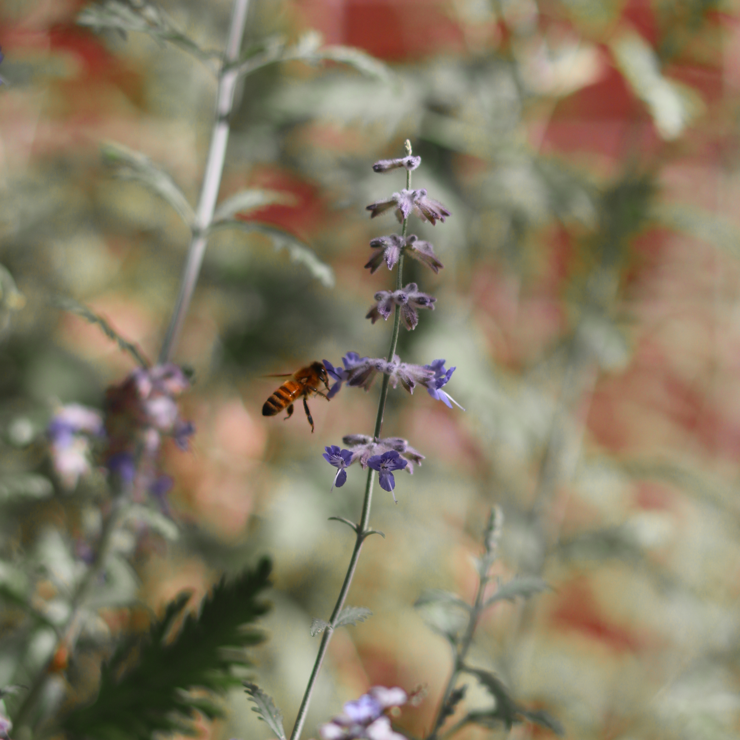 A bee collecting pollen