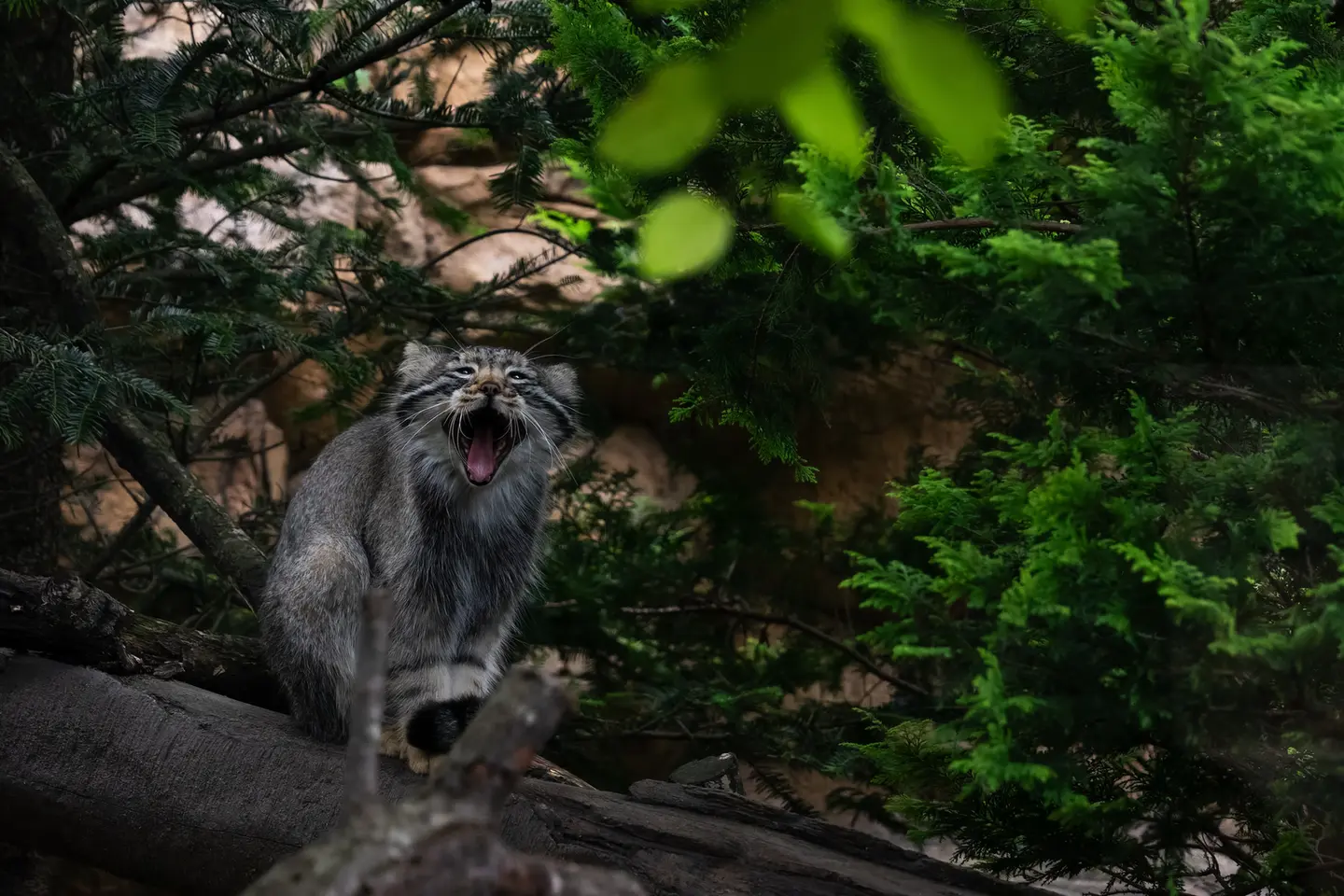 A yawning pallas's cat